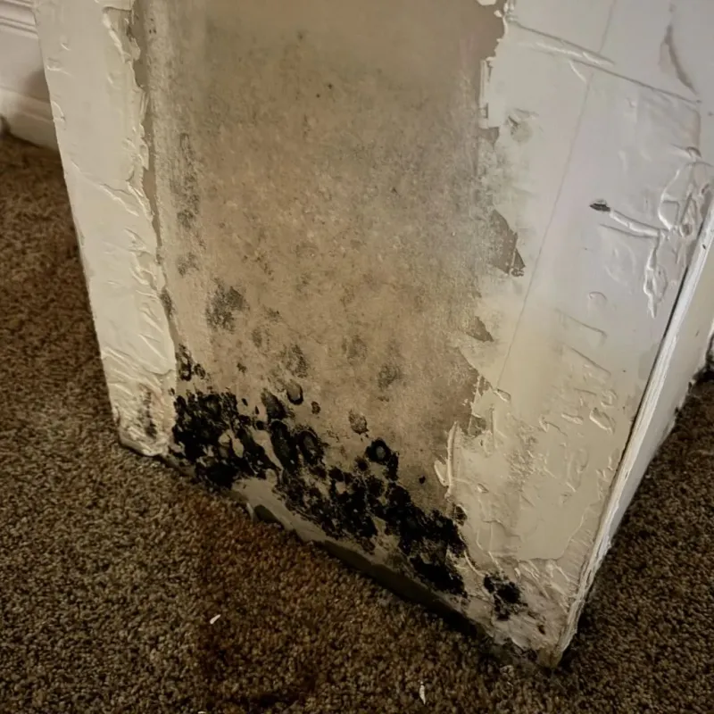 Professional Mold Removal in Raton, NM